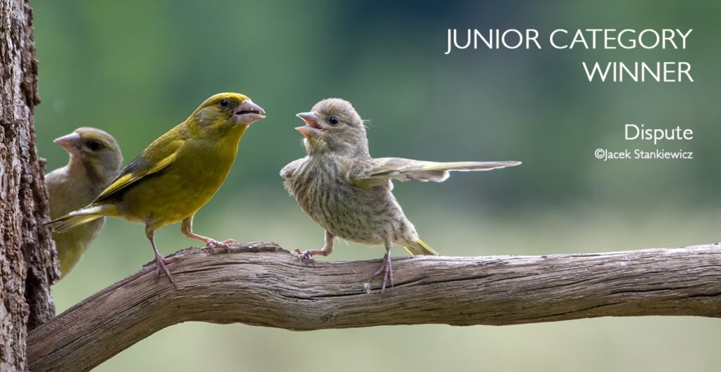 Comedy Wildlife Photography Awards