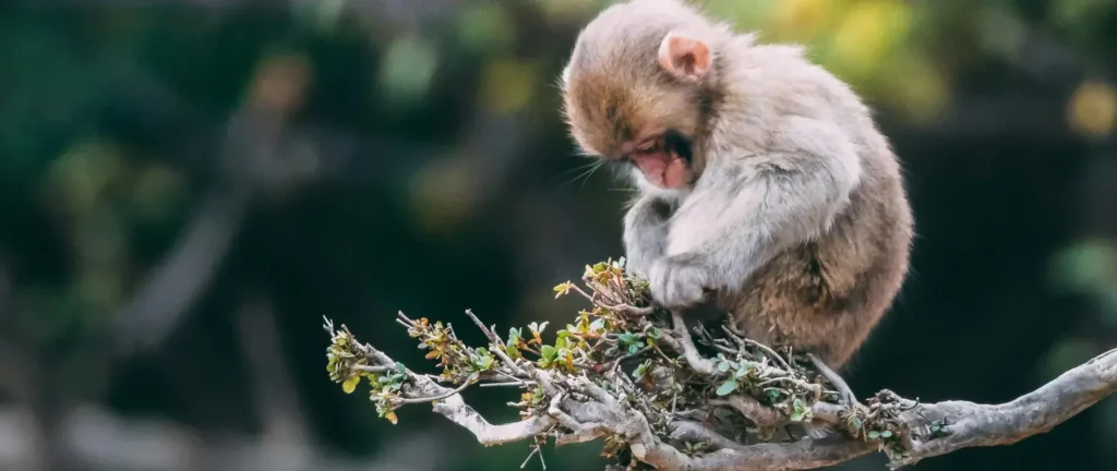 Fellowship for Journalists to Cover the UN Biodiversity Conference (Colombia)