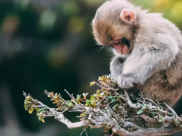 Fellowship for Journalists to Cover the UN Biodiversity Conference (Colombia)