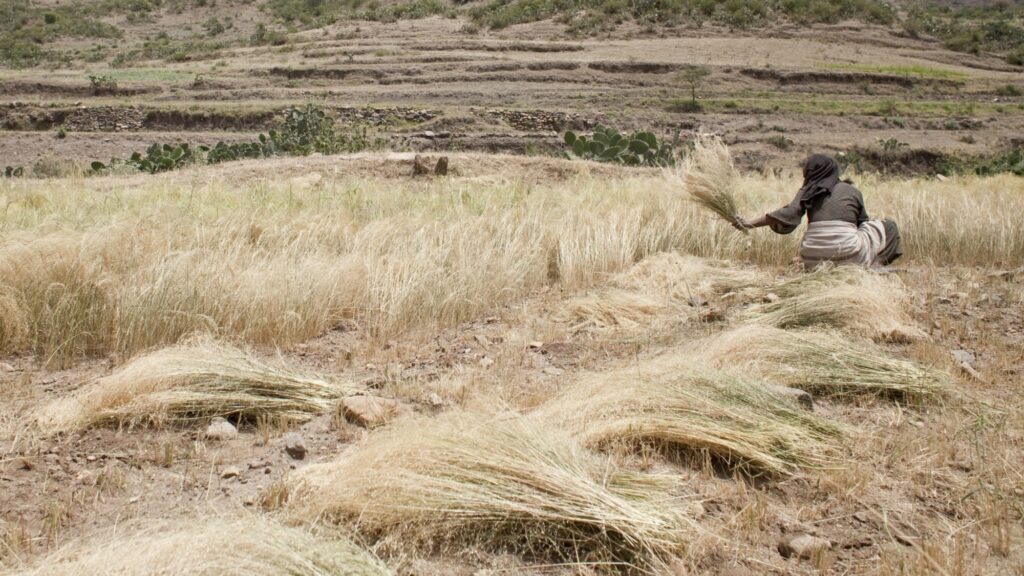 CFAs: Harvest for Health Breakthrough Crop Challenge