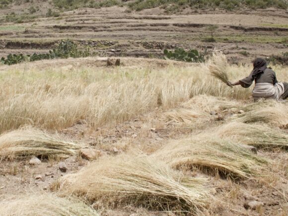 CFAs: Harvest for Health Breakthrough Crop Challenge