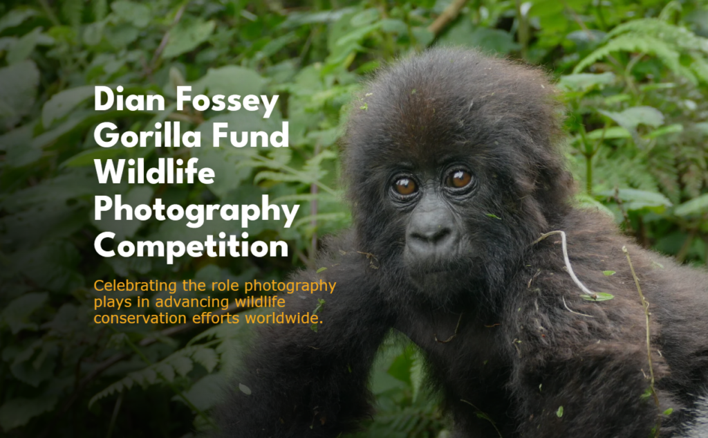 CFAs: Dian Fossey Gorilla Fund Wildlife Photography Competition