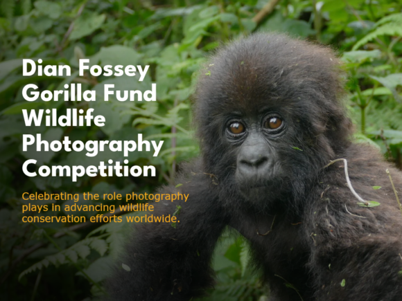 CFAs: Dian Fossey Gorilla Fund Wildlife Photography Competition