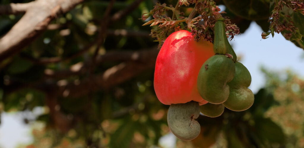 Call for Applications: Cashew Research Grant Program