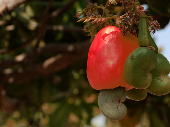 Call for Applications: Cashew Research Grant Program